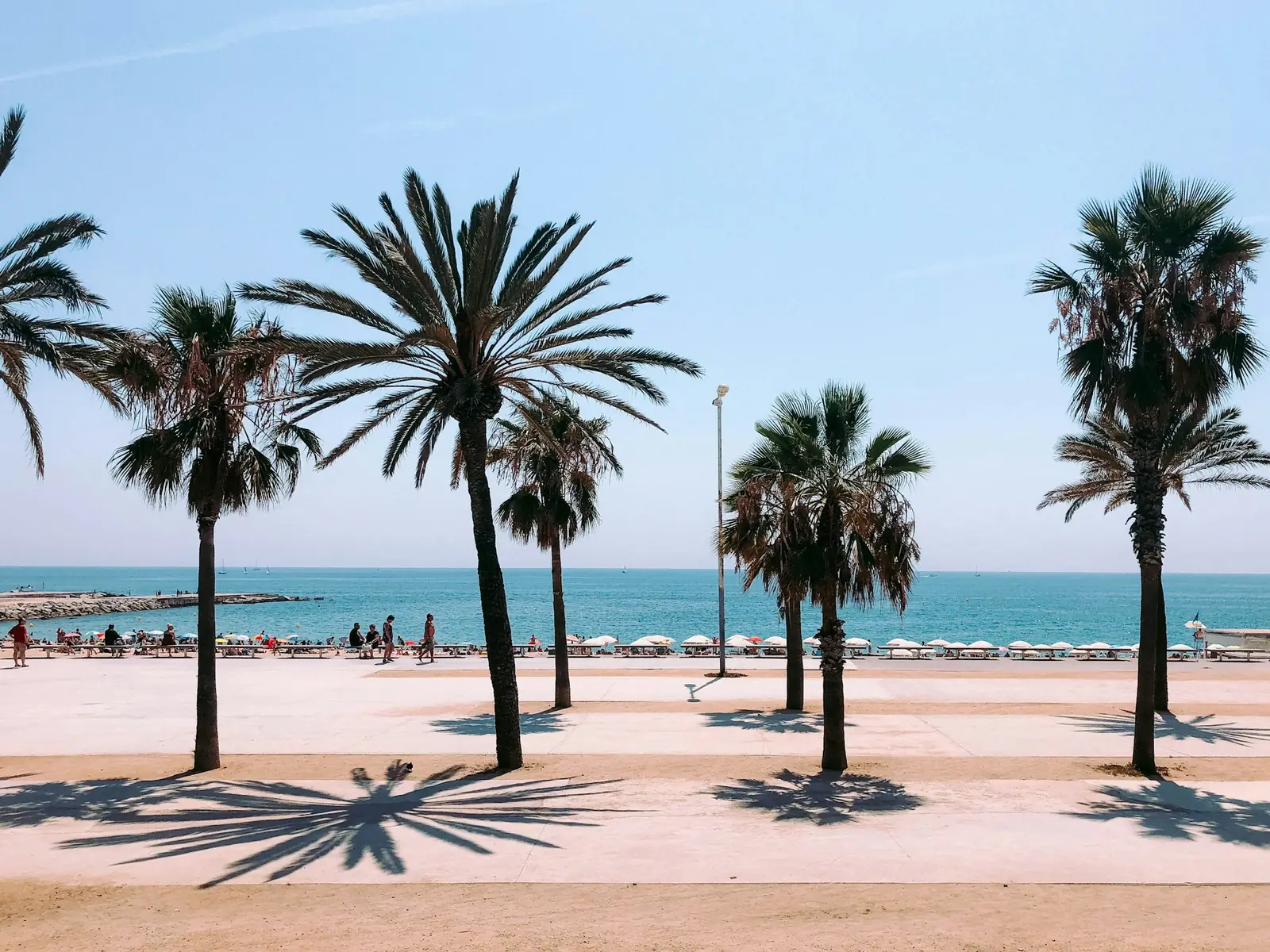 Palmiers sur la promenade de la plage de La Barceloneta face à la mer